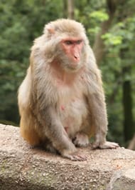 macaco Rhesus (Macaca mulatta)