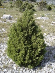 Juniperus → Sabinas