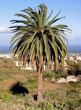 Phoenix canariensis, la palma fénix o palma canaria
