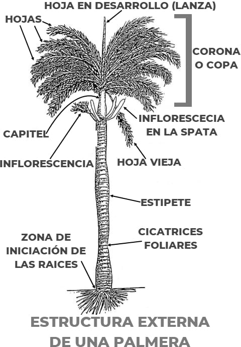 Estructura externa de una palmera